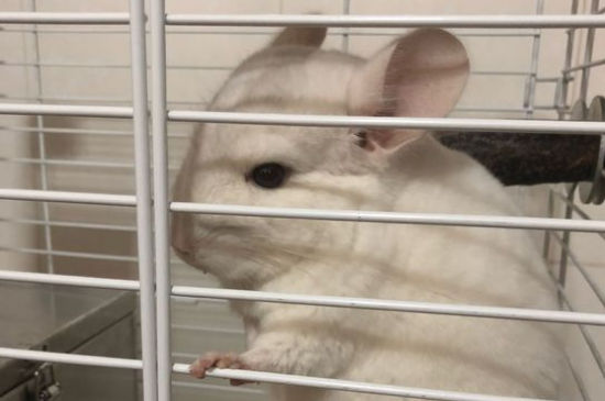 龙猫养一只还是两只