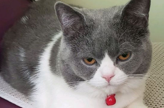 猫便秘怎么按摩