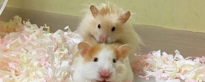 仓鼠怀孕的反应