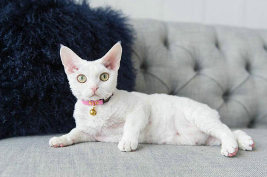 猫嘴巴养叼了怎么办