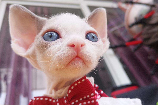 德文卷毛猫为什么贵