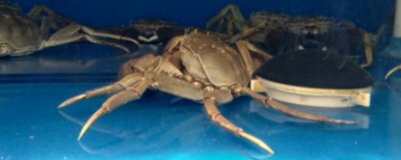怎样在鱼缸里养河蟹