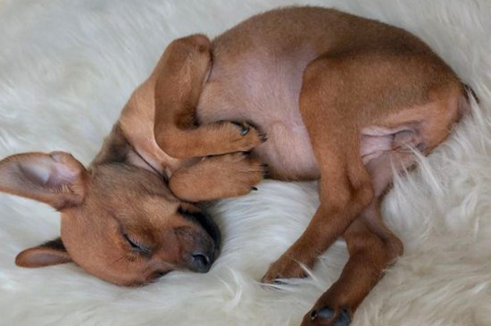 小鹿犬和人睡觉好吗