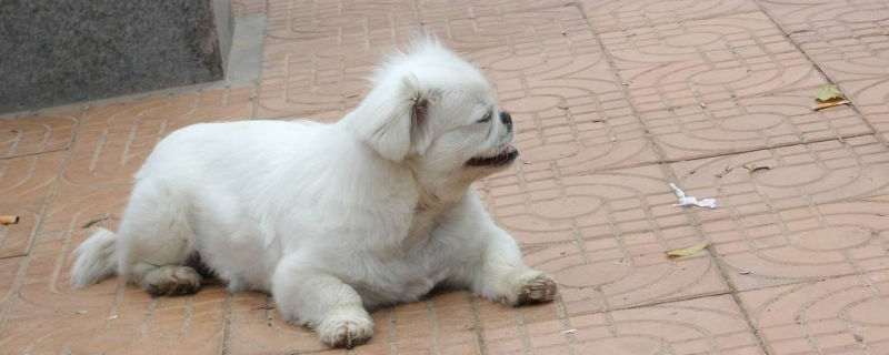 狗一天吃几颗维生素b