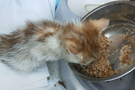 猫粮要用水泡吗
