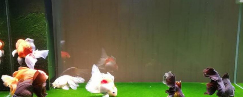 养金鱼用什么灯