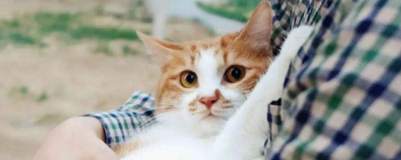 领养猫需要什么条件