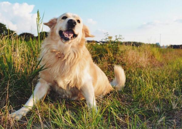 不能成为警犬品种的狗，藏獒居然排在第一名