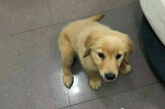 小狗感冒能自己好吗