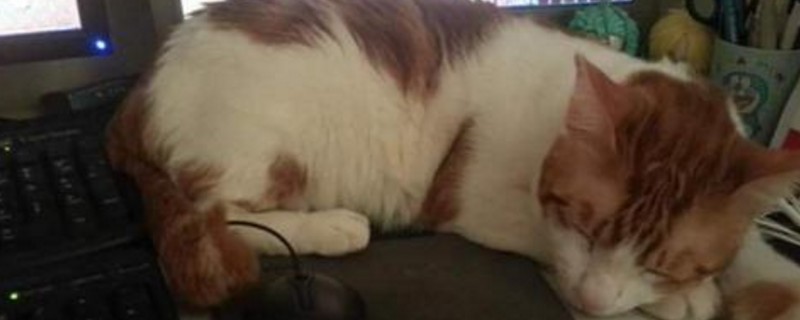 猫咪癜痫会死吗
