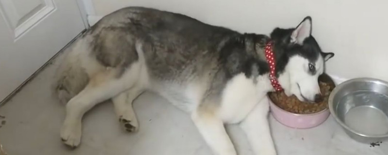 中型宠物犬有哪些品种