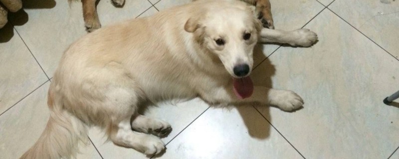 金毛口臭怎么办