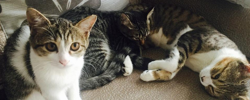 猫四个月领养能养熟吗