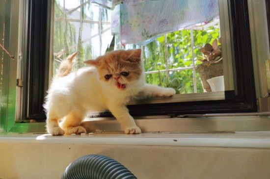 猫内脏出血的早期症状