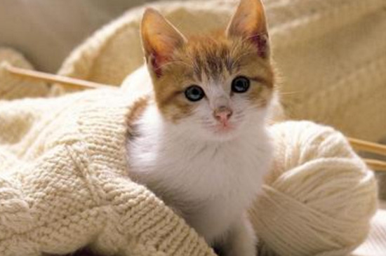 小猫不吃东西一直叫