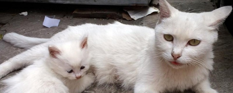 小猫死了母猫会怎么办