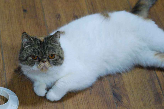 猫外驱虫怎么使用