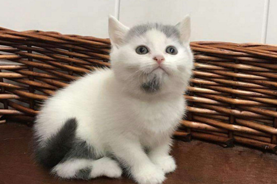 小猫肚子咕咕叫像震动