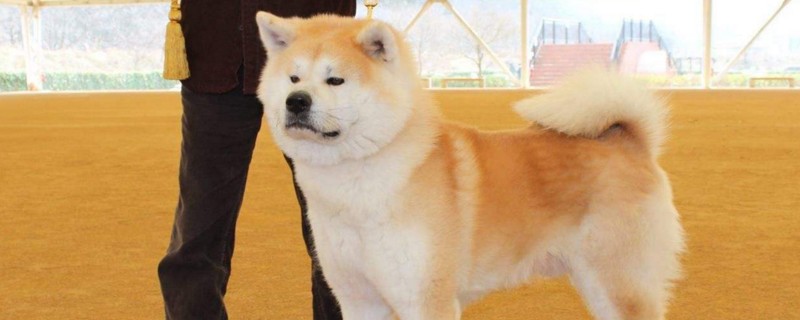 16个不能养秋田犬的理由
