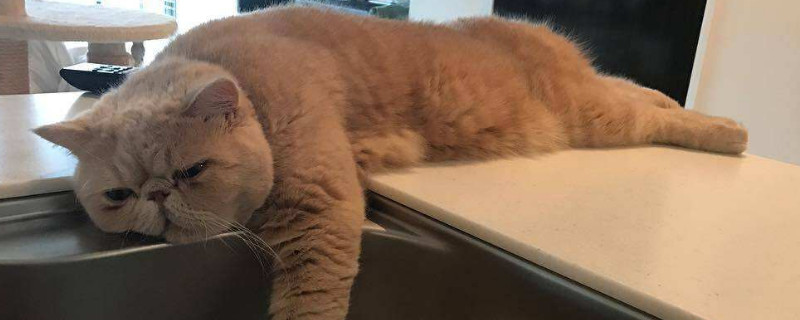如何让猫变懒