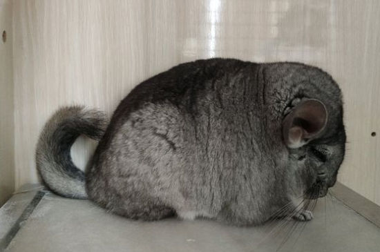龙猫养一只还是两只