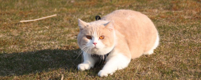 刚买的猫一直叫怎么办