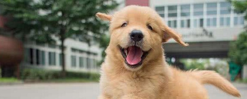 狗狗口腔溃疡怎么办