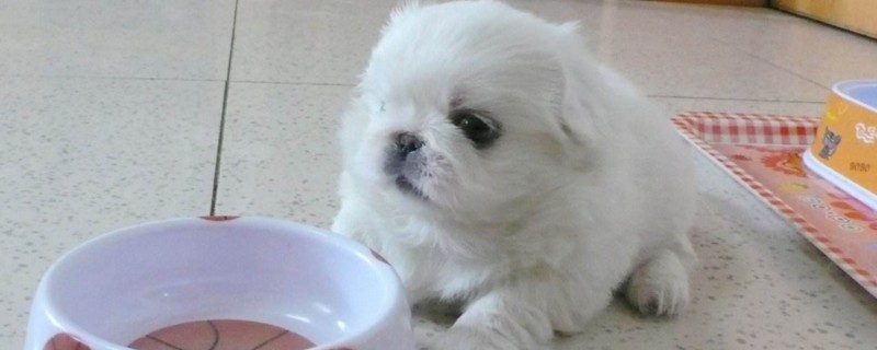 刚满月的狗狗怎么养