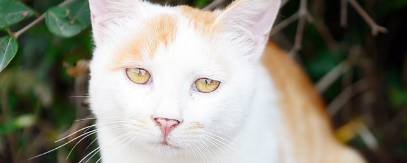 猫咪不同坐姿的含义