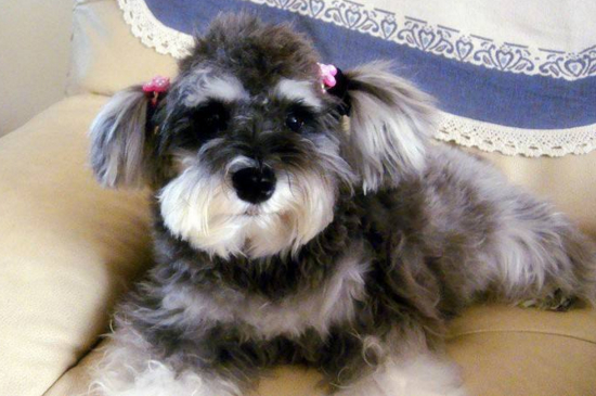 雪纳瑞幼犬如何喂养，小雪纳瑞的饲养方法