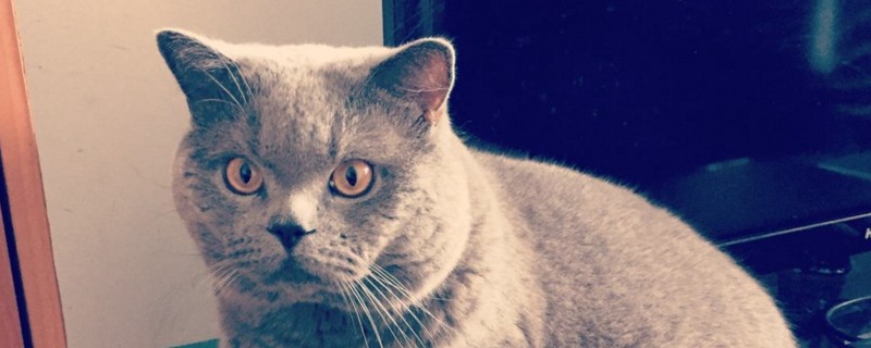 猫吃狗粮会不会有事