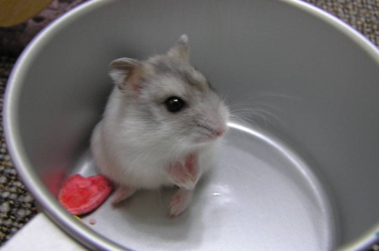 仓鼠后腿拖着走路会死吗
