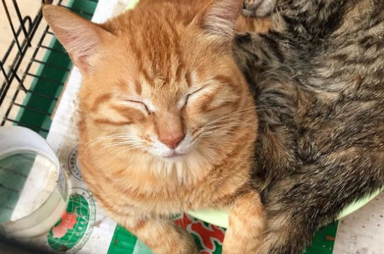 猫粮泡软把水倒掉吗