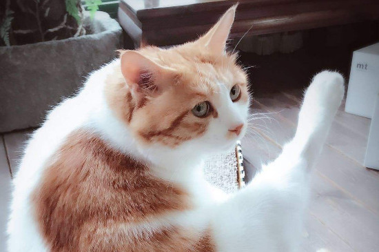 猫有杀主人的意识吗