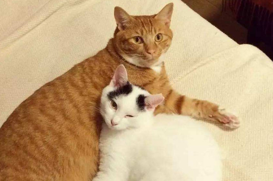 大猫欺负小猫怎么办