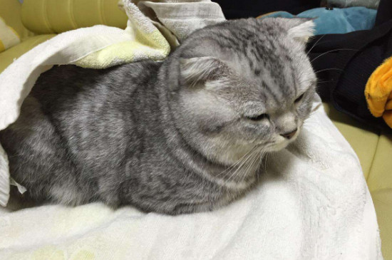 猫抖动身体是怎么回事，猫为什么轻微发抖