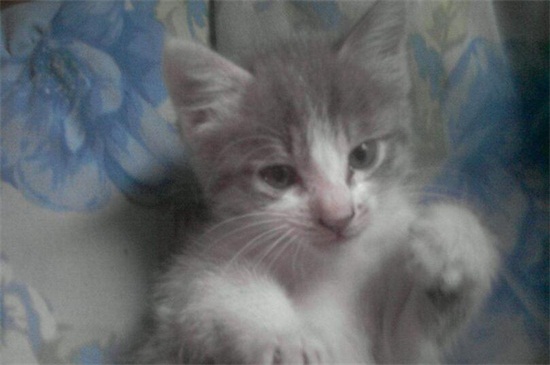猫咪一个人在家会孤单吗