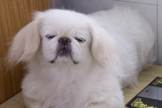 狗咳嗽吃什么药