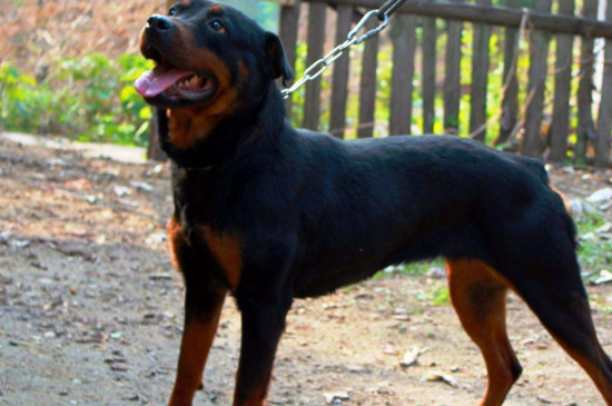 罗威纳犬家养危险么