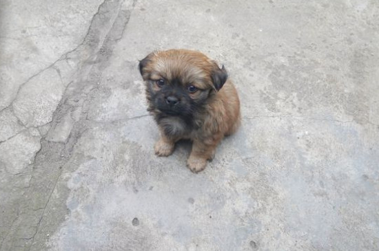 狗腿瘸了自己能恢复吗
