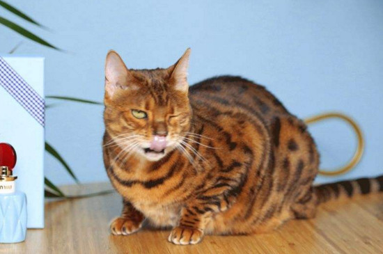 家里有猫能不能喷香水