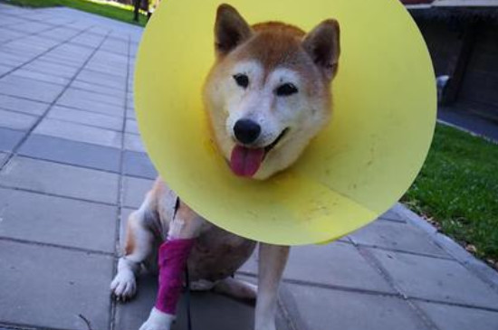 狗狗子宫蓄脓症状