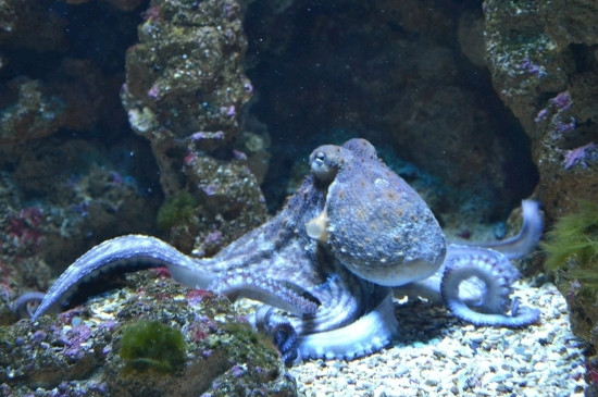 海狮吃章鱼吗