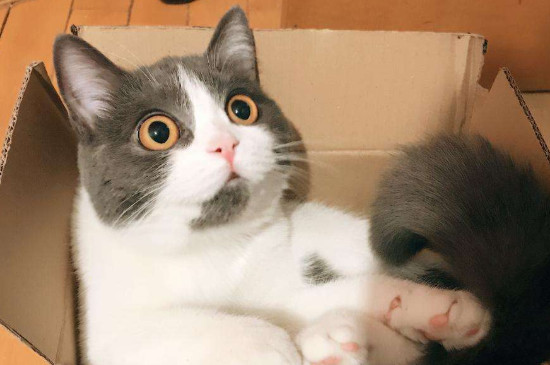 母猫什么时候绝育