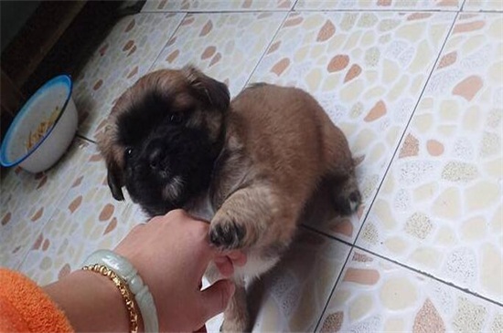 幼犬狗狗肺炎能治好吗，及时就医注意养护可尽快治愈
