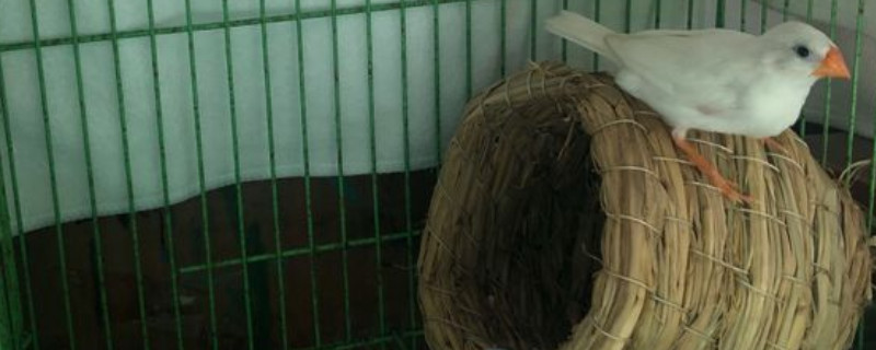 珍珠鸟喜欢怎样的窝