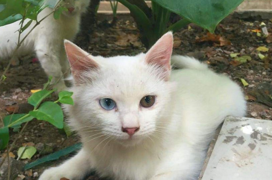 狮子猫和长毛白猫区别