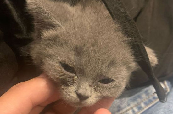 一个月的小猫吐固体奶
