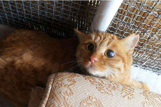 大猫到新环境怎么安抚