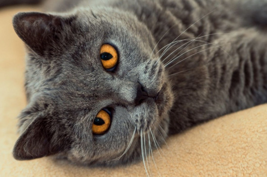 蓝猫公母区别